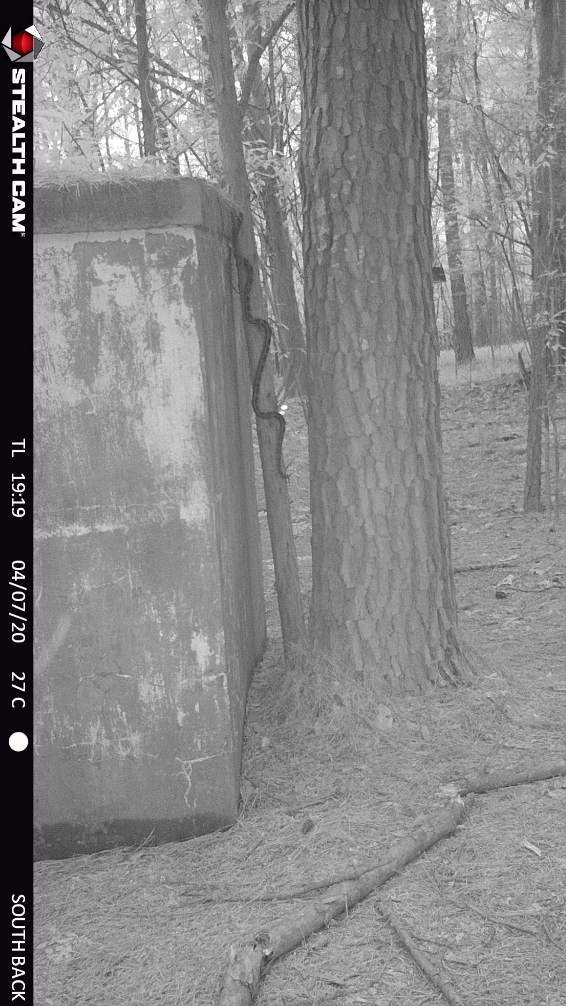 5 climbing back tree